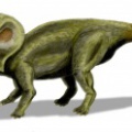 † Protoceratops andrewsi<p>(vor etwa 86,3 bis 72 Millionen Jahren)</p>